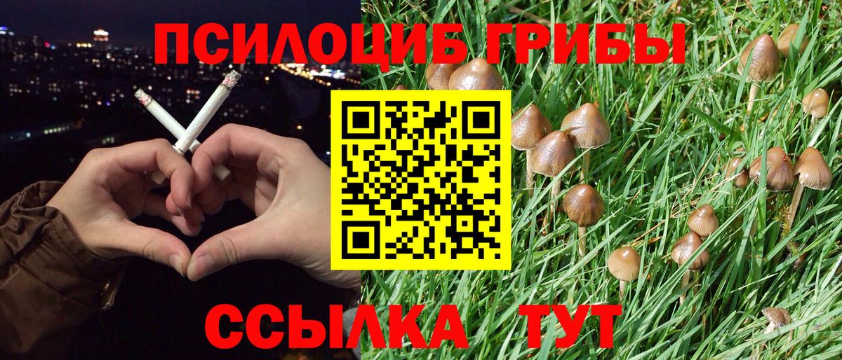Псилоцибиновые грибы Cubensis Десногорск